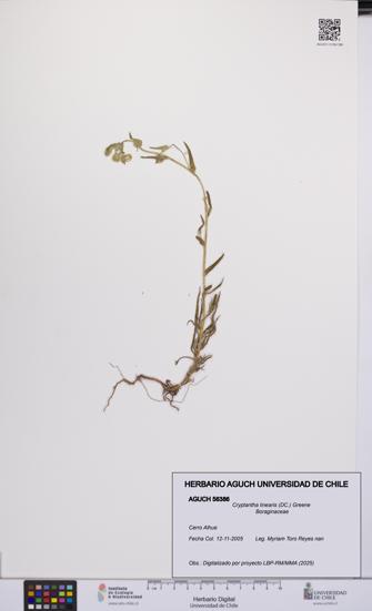 Cryptantha linearis [Espécimen: UCH:AGUCH:0056386]