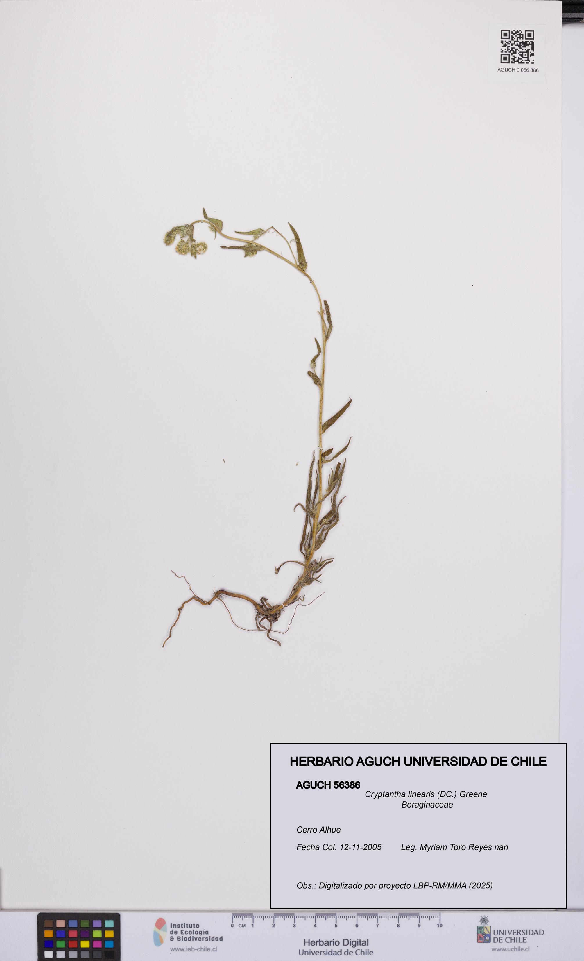 Cryptantha linearis [Espécimen: UCH:AGUCH:0056386]