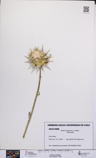 Silybum marianum [Espécimen: UCH:AGUCH:0056388]