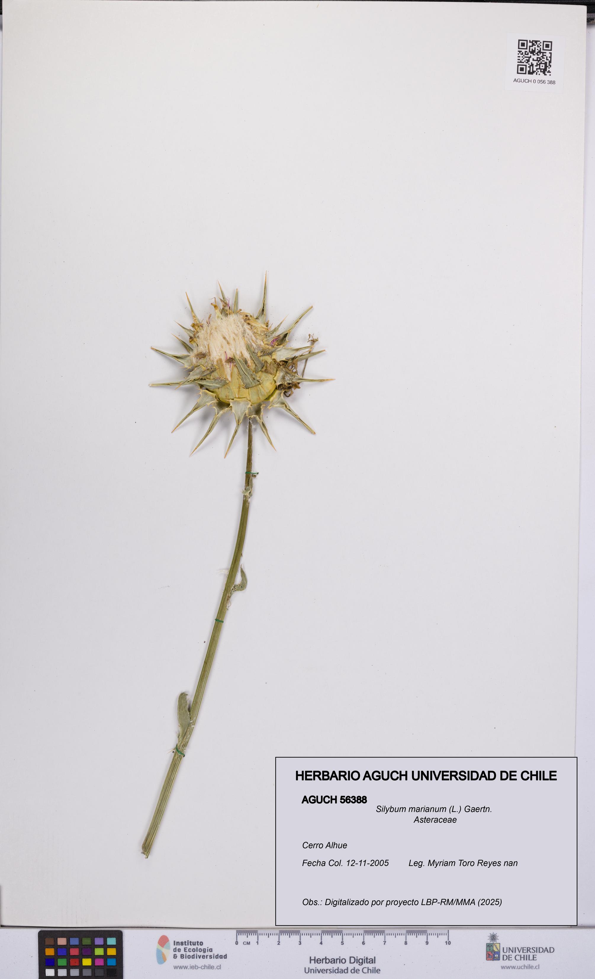 Silybum marianum [Espécimen: UCH:AGUCH:0056388]