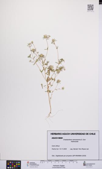 Chaetanthera ramosissima [Espécimen: UCH:AGUCH:0056391]