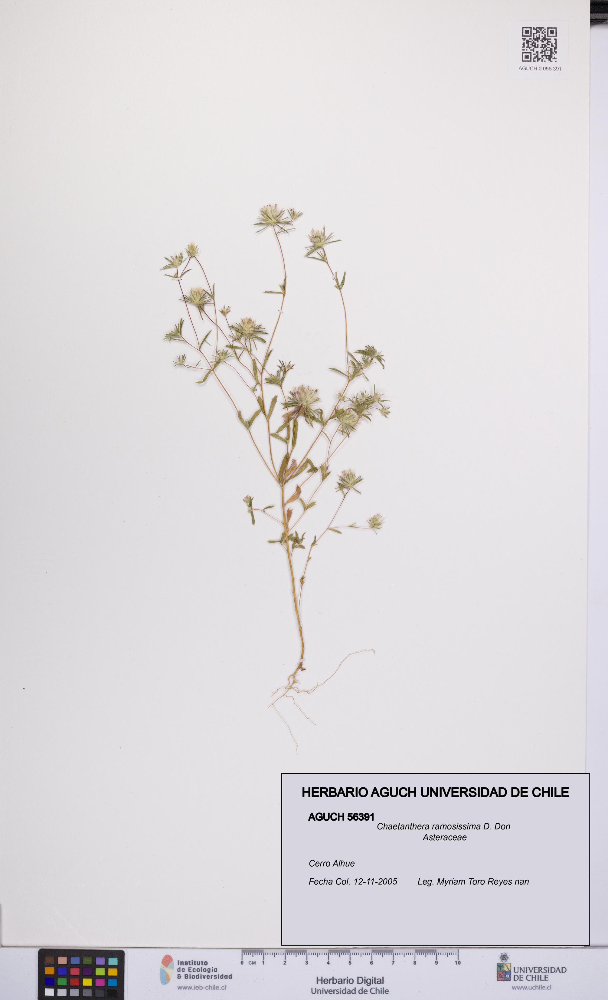 Chaetanthera ramosissima [Espécimen: UCH:AGUCH:0056391]