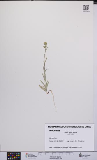 Madia sativa [Espécimen: UCH:AGUCH:0056396]