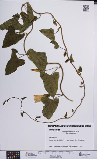 Calystegia sepium [Espécimen: UCH:AGUCH:0056401]