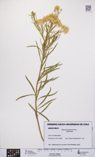 Baccharis glutinosa [Espécimen: UCH:AGUCH:0056413]