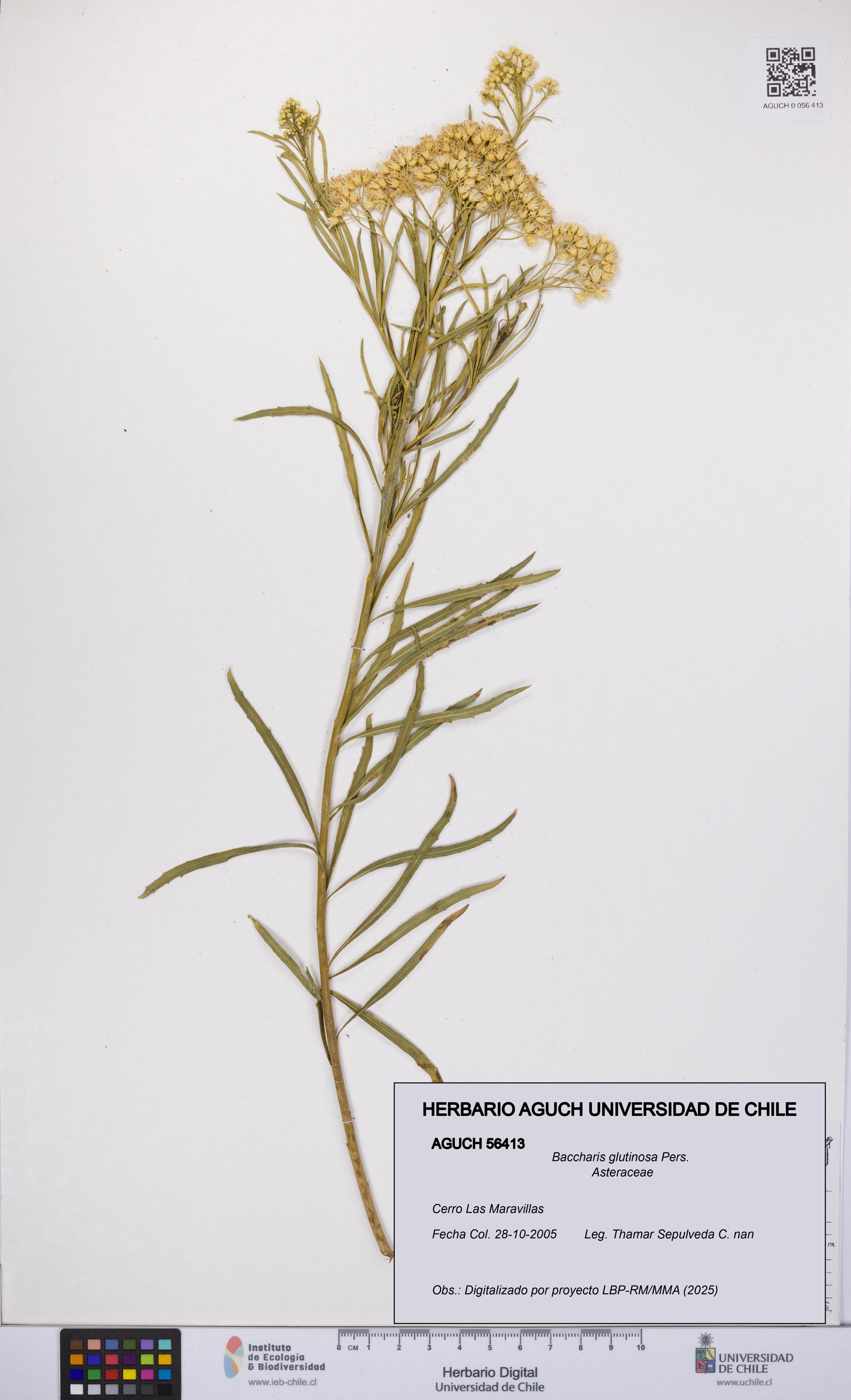 Baccharis glutinosa [Espécimen: UCH:AGUCH:0056413]