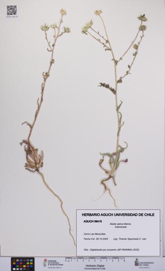 Madia sativa [Espécimen: UCH:AGUCH:0056415]