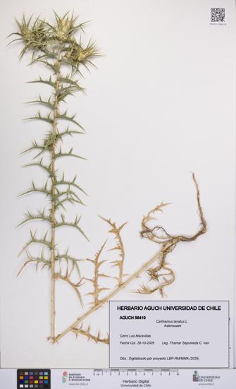 Carthamus lanatus [Espécimen: UCH:AGUCH:0056419]