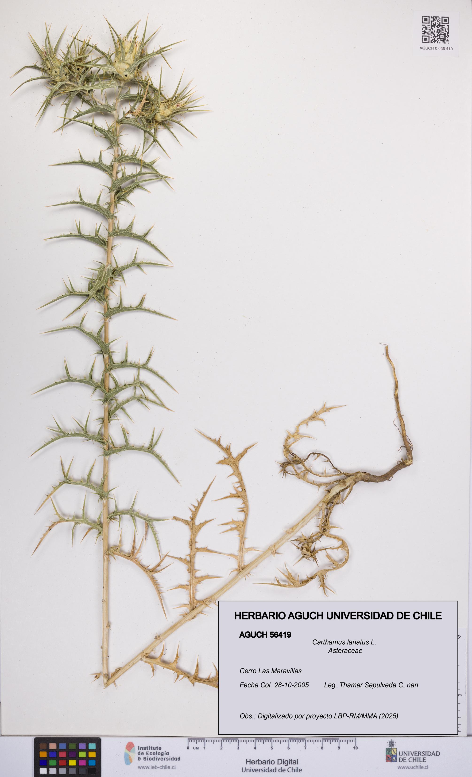 Carthamus lanatus [Espécimen: UCH:AGUCH:0056419]