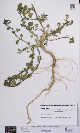 Chenopodiastrum murale [Espécimen: UCH:AGUCH:0056424]