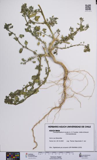 Chenopodiastrum murale [Espécimen: UCH:AGUCH:0056424]