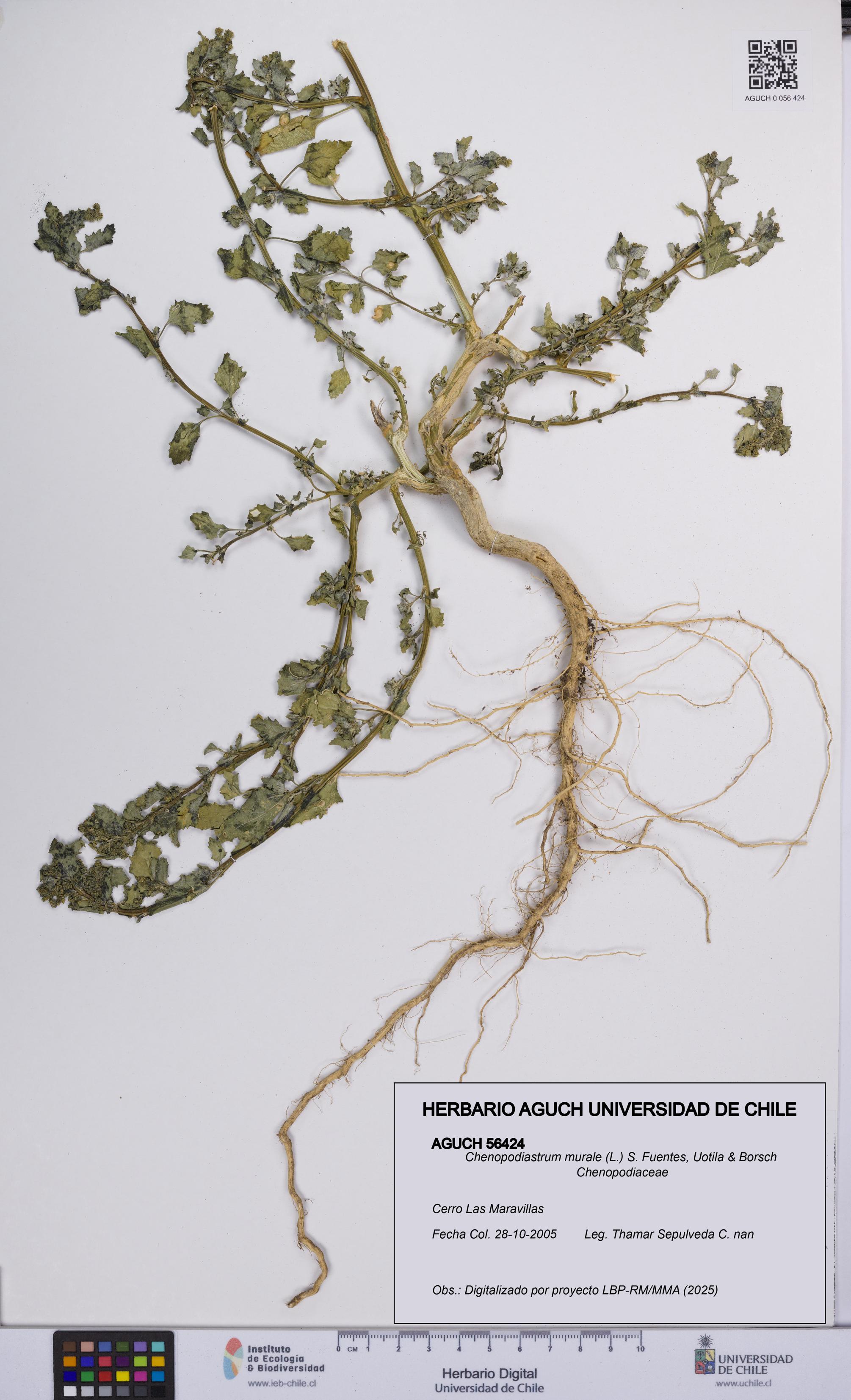 Chenopodiastrum murale [Espécimen: UCH:AGUCH:0056424]