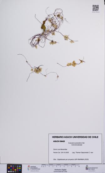 Cuscuta suaveolens [Espécimen: UCH:AGUCH:0056425]