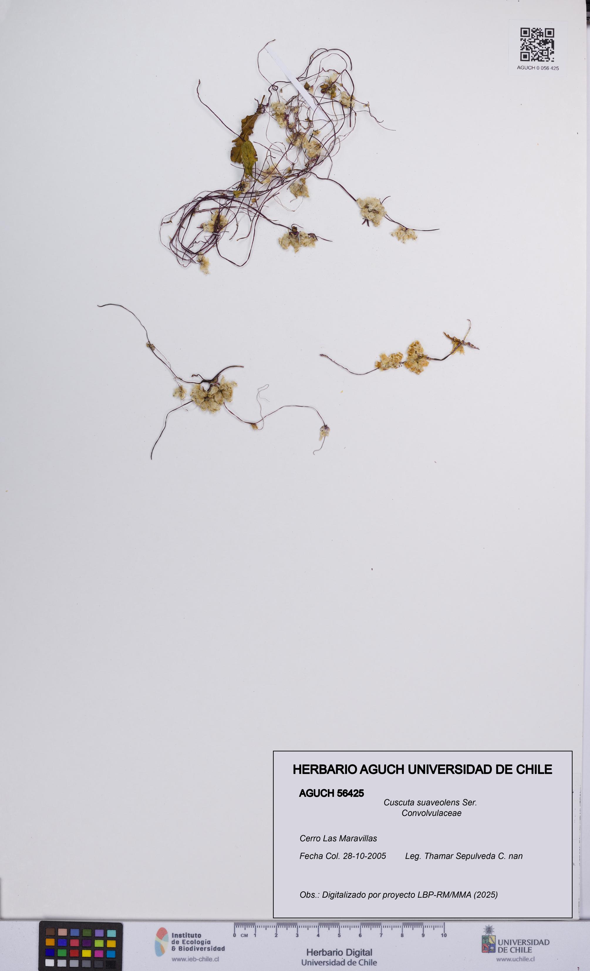 Cuscuta suaveolens [Espécimen: UCH:AGUCH:0056425]