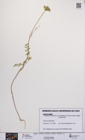 Tomostima australis [Espécimen: UCH:AGUCH:0056455]