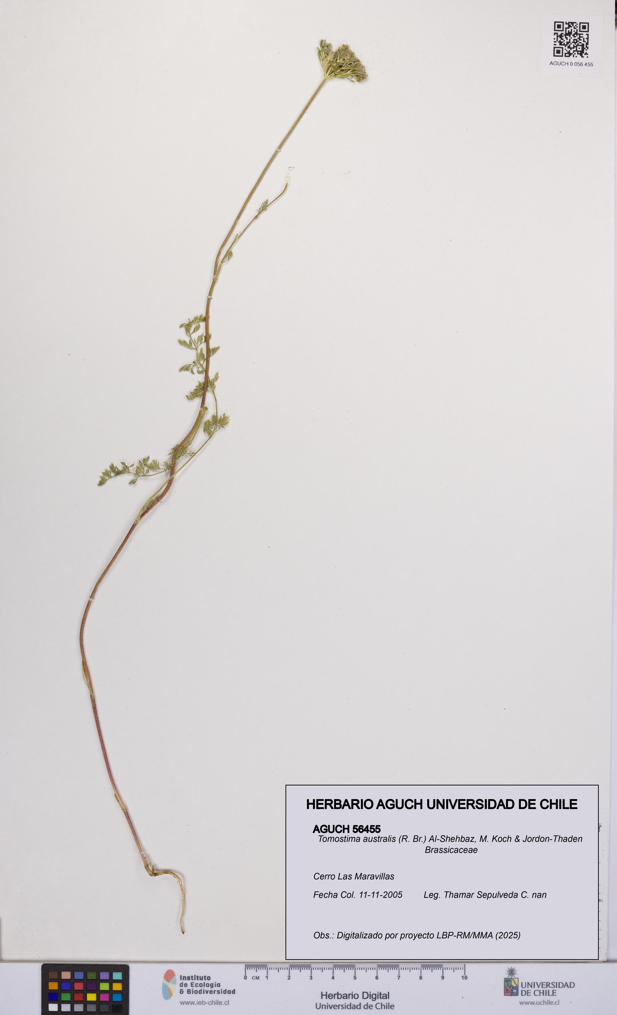 Tomostima australis [Espécimen: UCH:AGUCH:0056455]