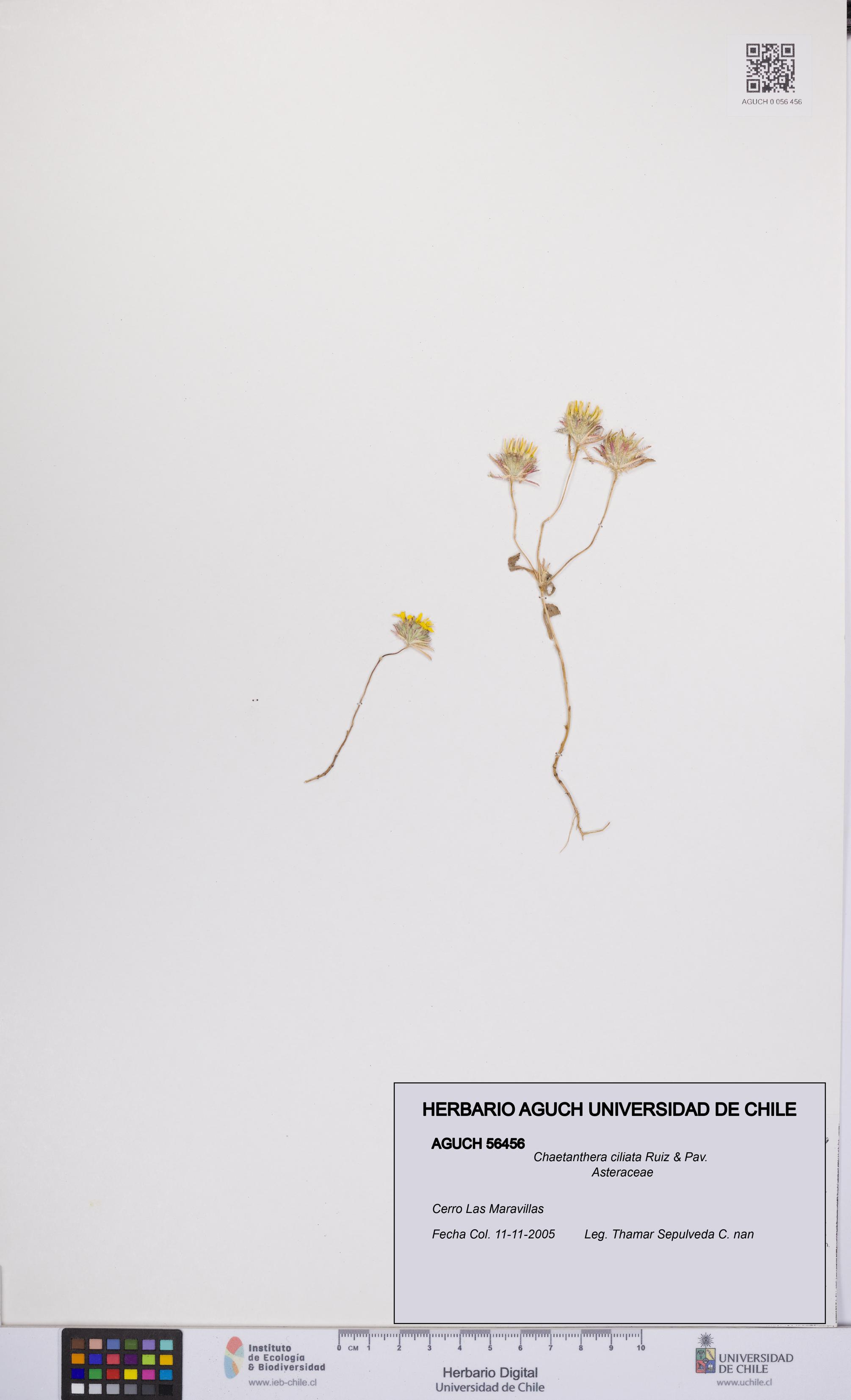 Chaetanthera ciliata [Espécimen: UCH:AGUCH:0056456]
