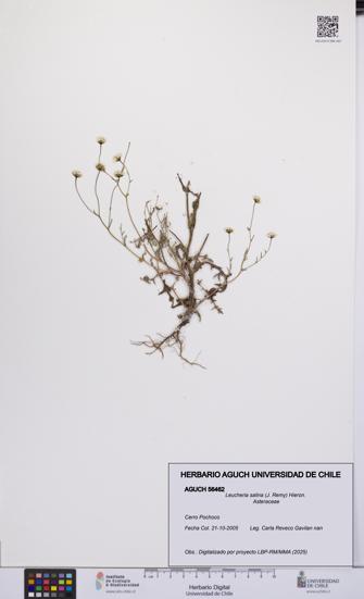 Leucheria salina [Espécimen: UCH:AGUCH:0056462]