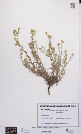Cryptantha diffusa [Espécimen: UCH:AGUCH:0056463]