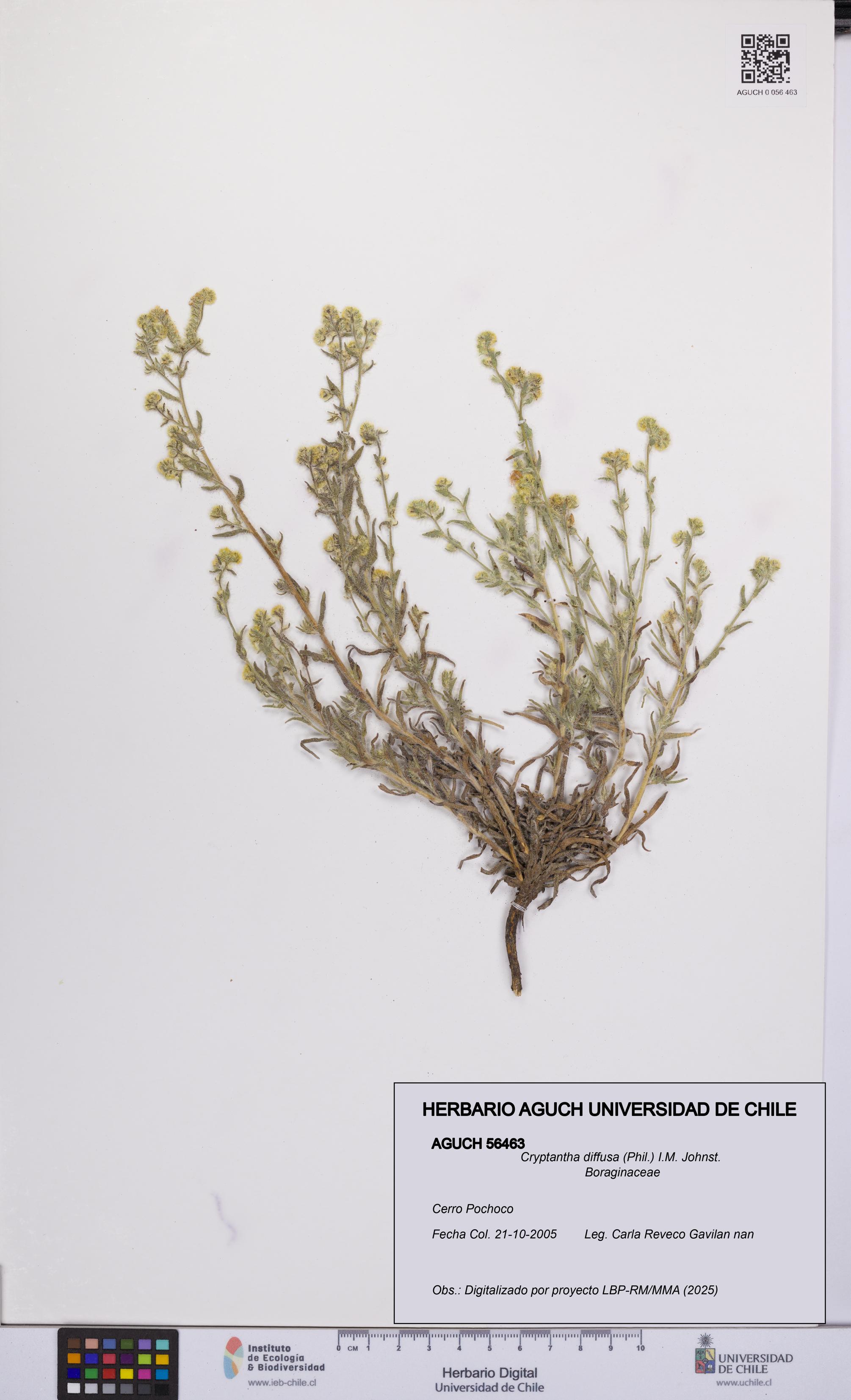 Cryptantha diffusa [Espécimen: UCH:AGUCH:0056463]