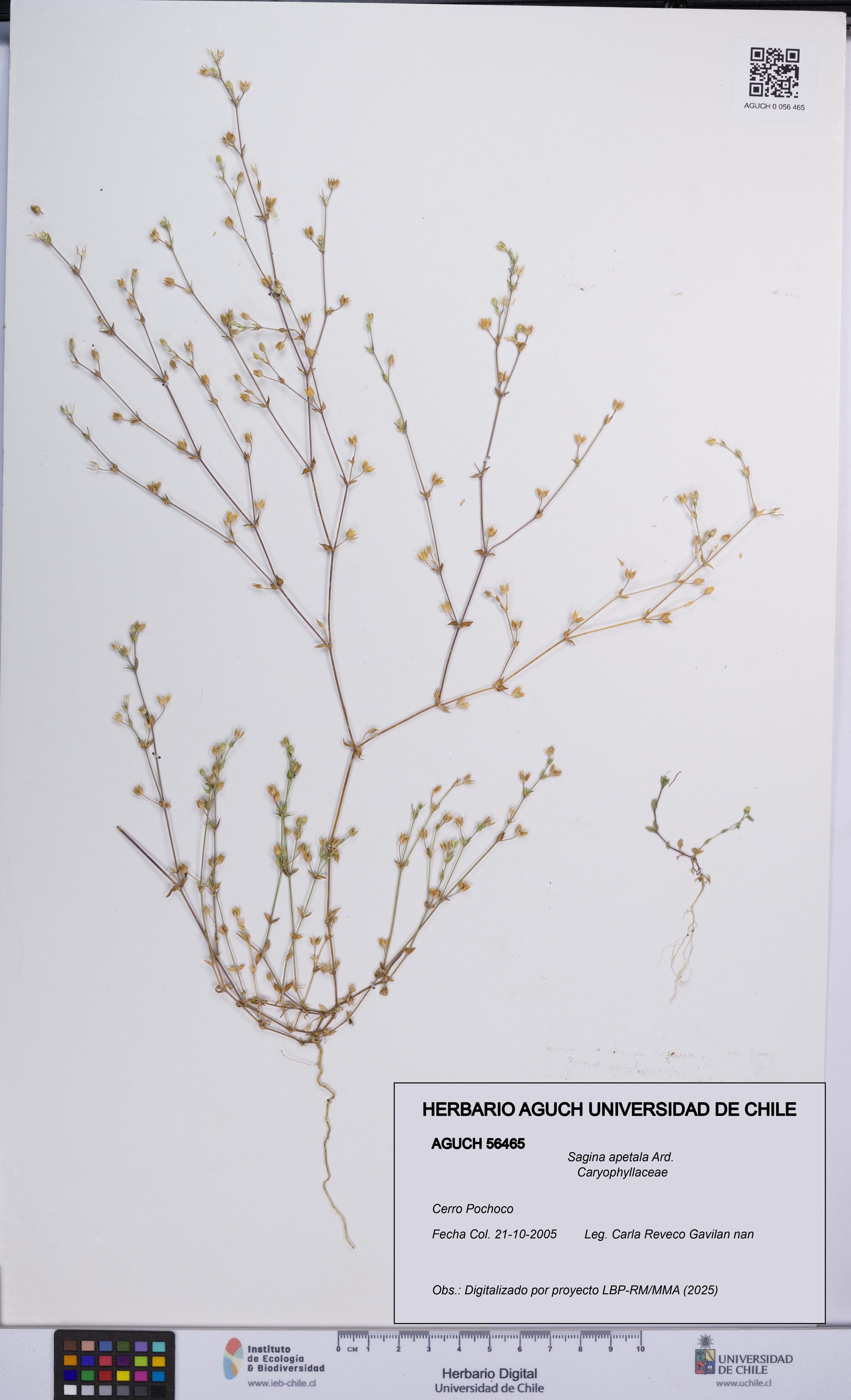 Sagina apetala [Espécimen: UCH:AGUCH:0056465]