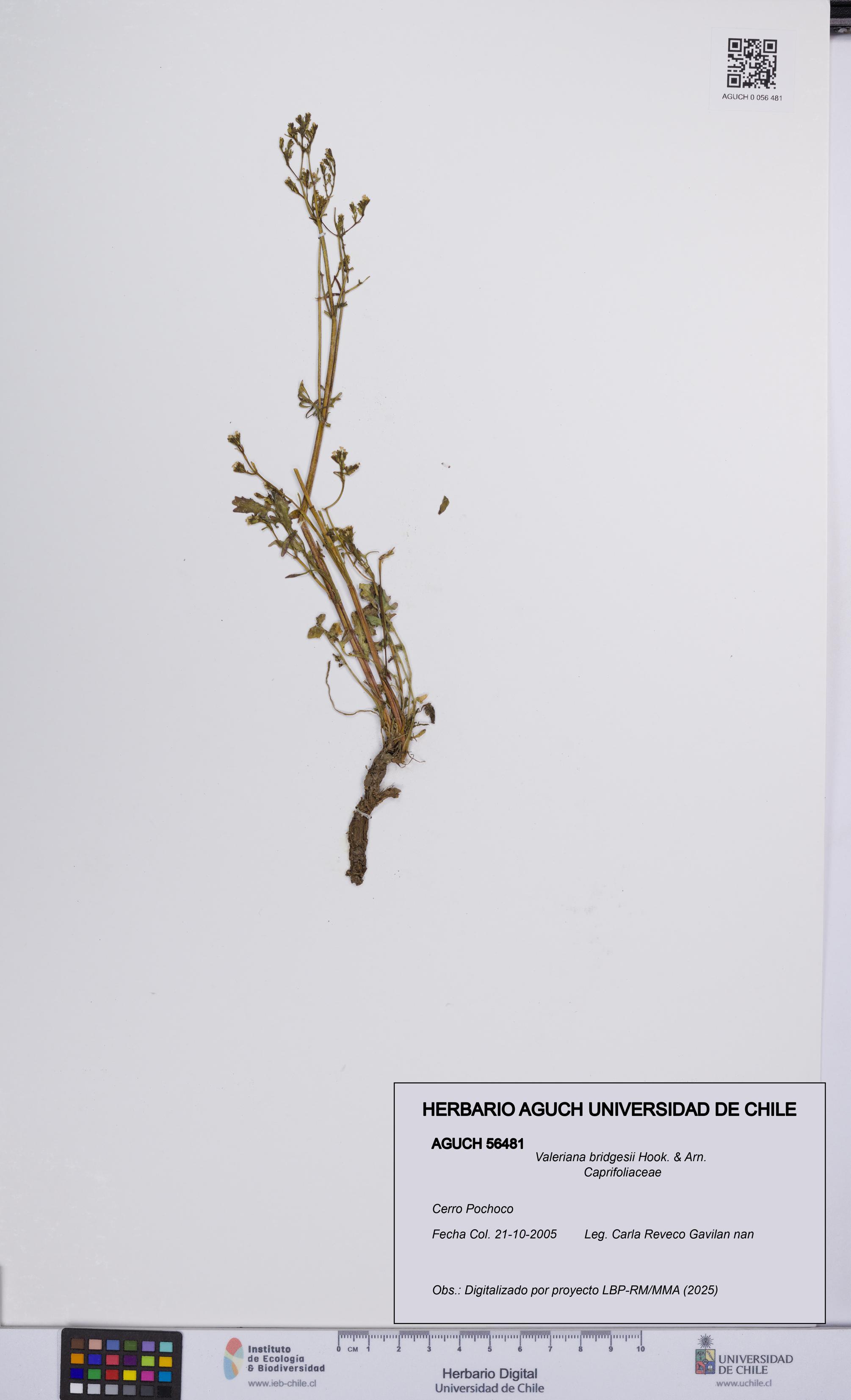 Valeriana bridgesii [Espécimen: UCH:AGUCH:0056481]