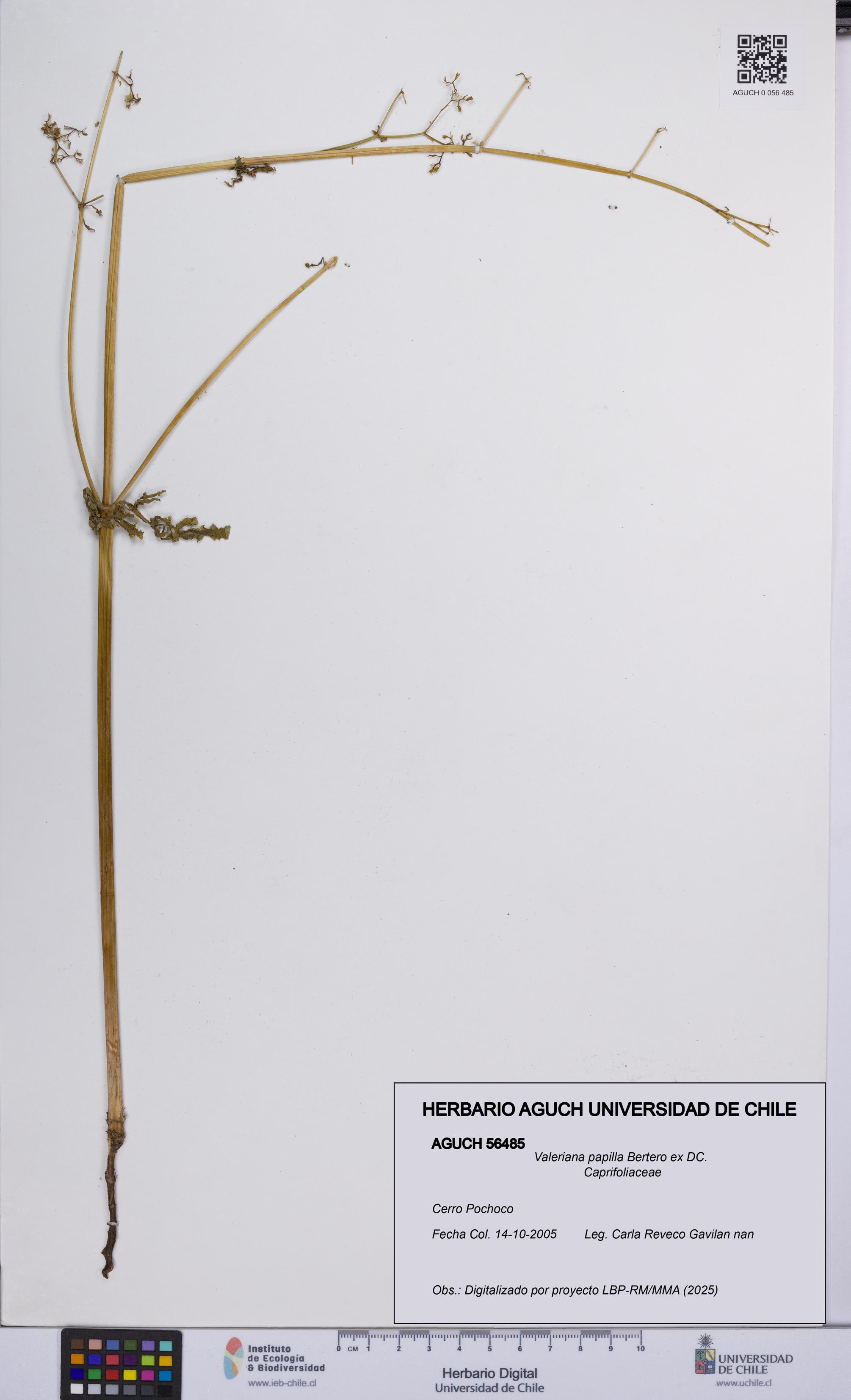 Valeriana papilla [Espécimen: UCH:AGUCH:0056485]