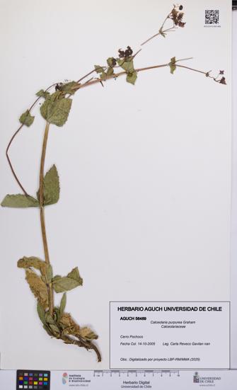 Calceolaria purpurea [Espécimen: UCH:AGUCH:0056489]