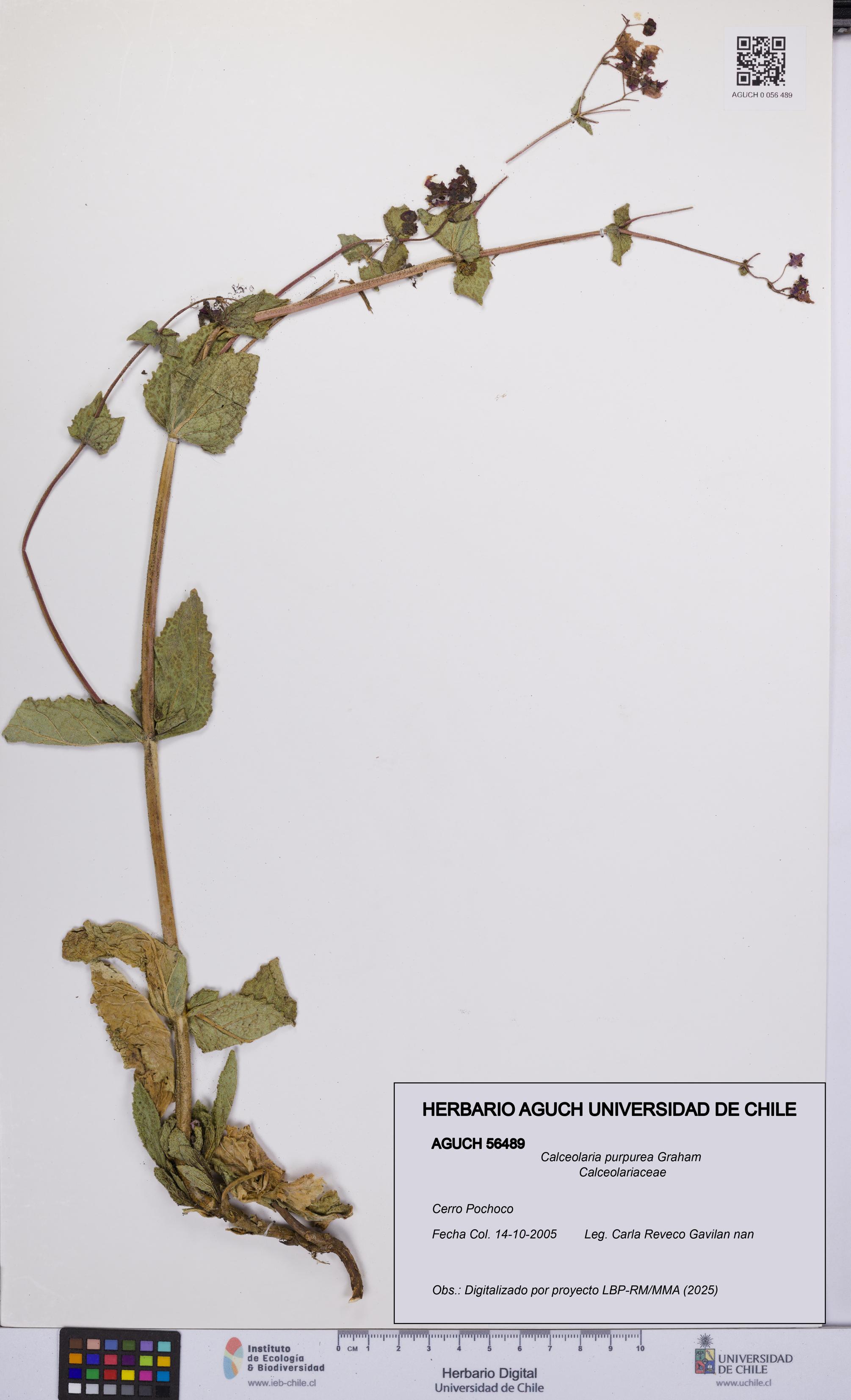 Calceolaria purpurea [Espécimen: UCH:AGUCH:0056489]