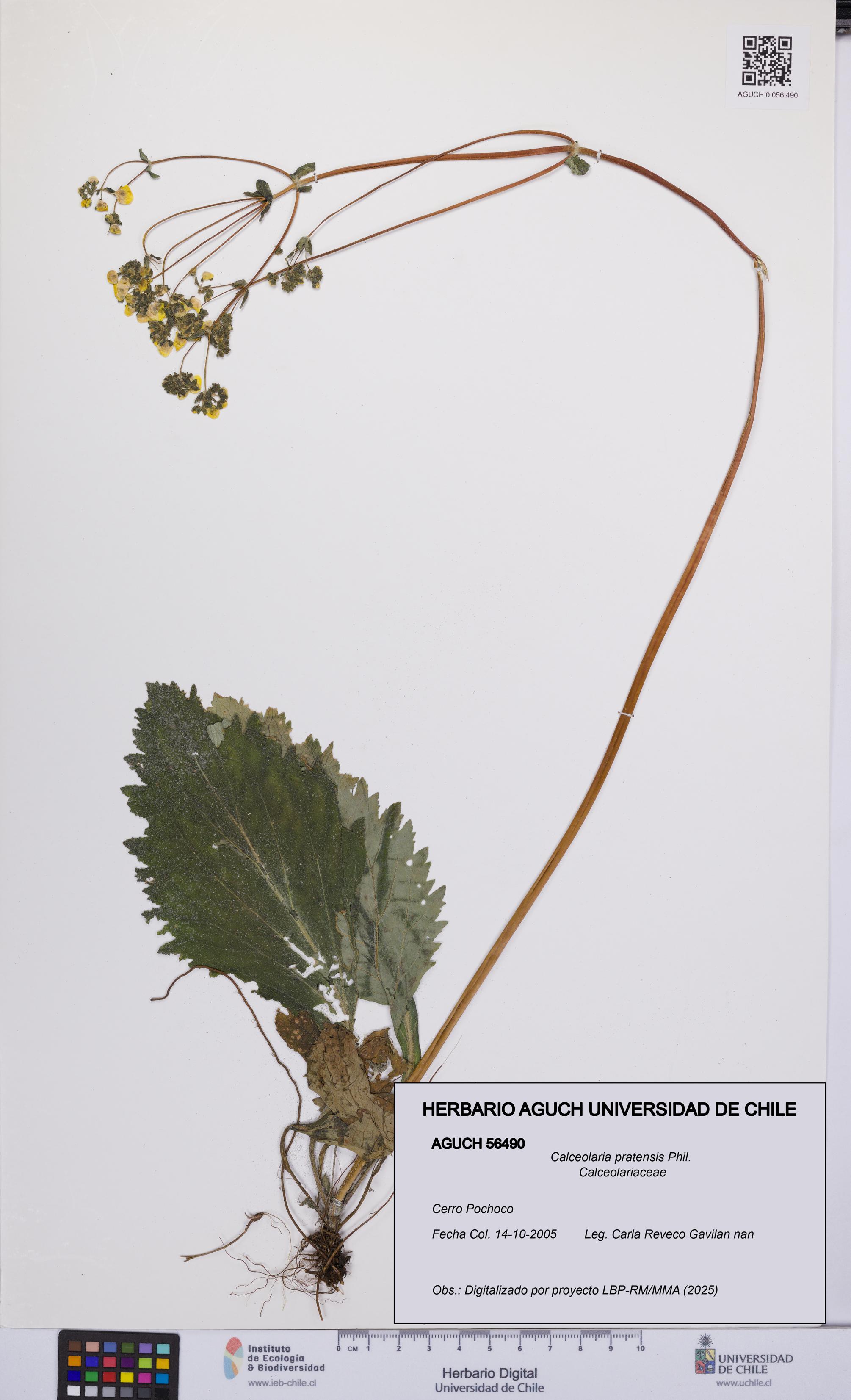 Calceolaria pratensis [Espécimen: UCH:AGUCH:0056490]