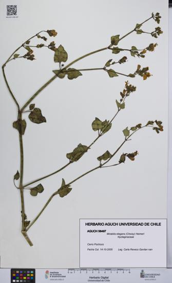 Mirabilis elegans [Espécimen: UCH:AGUCH:0056497]