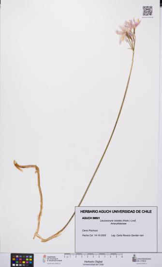 Leucocoryne ixioides [Espécimen: UCH:AGUCH:0056501]