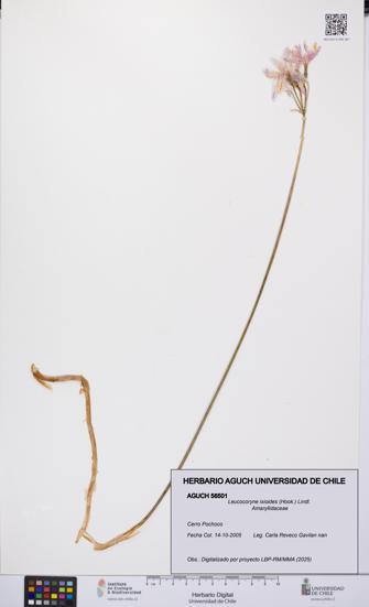 Leucocoryne ixioides [Espécimen: UCH:AGUCH:0056501]