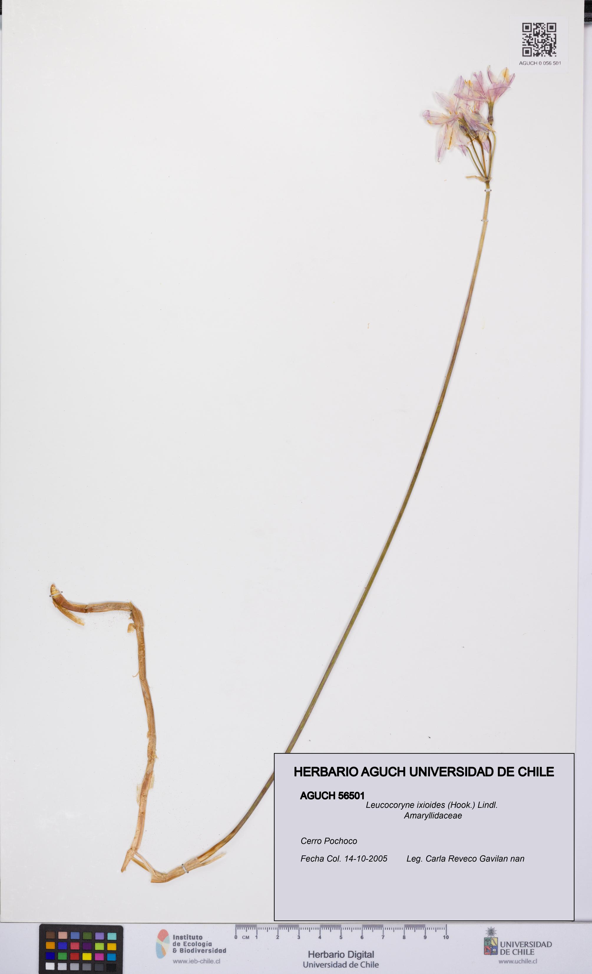 Leucocoryne ixioides [Espécimen: UCH:AGUCH:0056501]