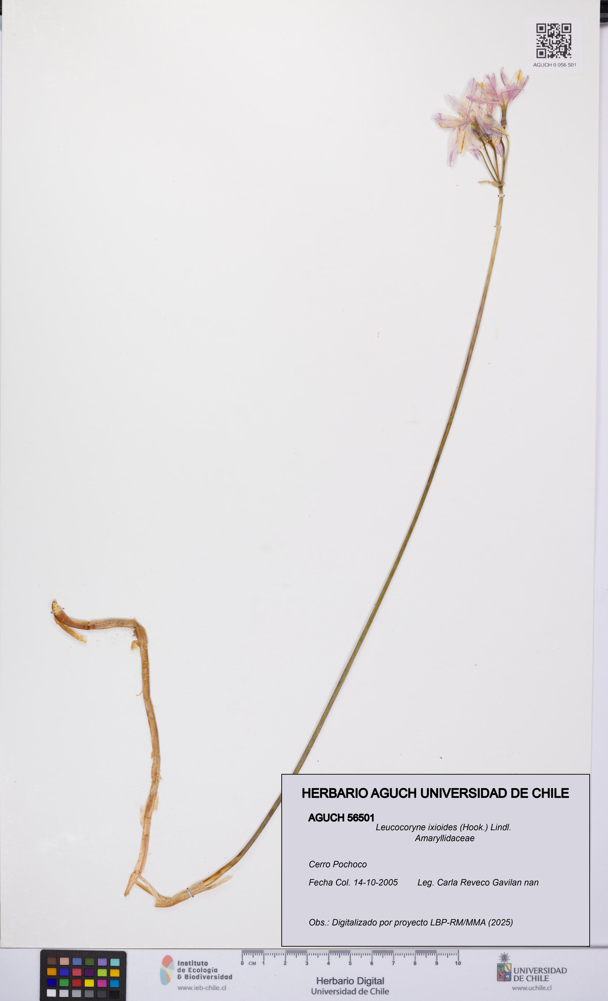 Leucocoryne ixioides [Espécimen: UCH:AGUCH:0056501]