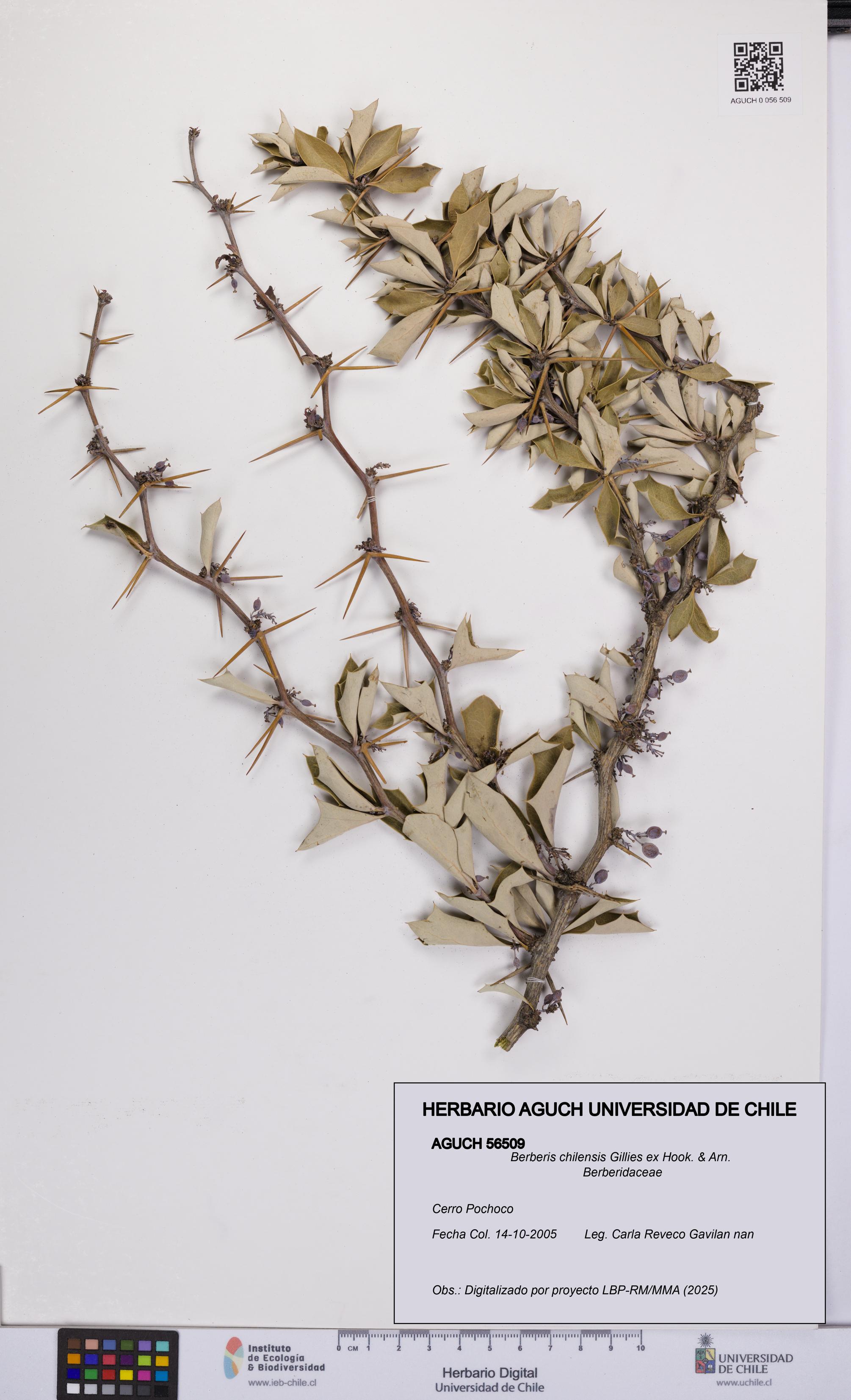 Berberis chilensis [Espécimen: UCH:AGUCH:0056509]