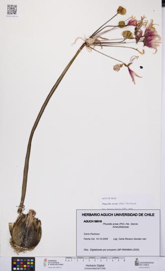 Phycella arzae [Espécimen: UCH:AGUCH:0056516]