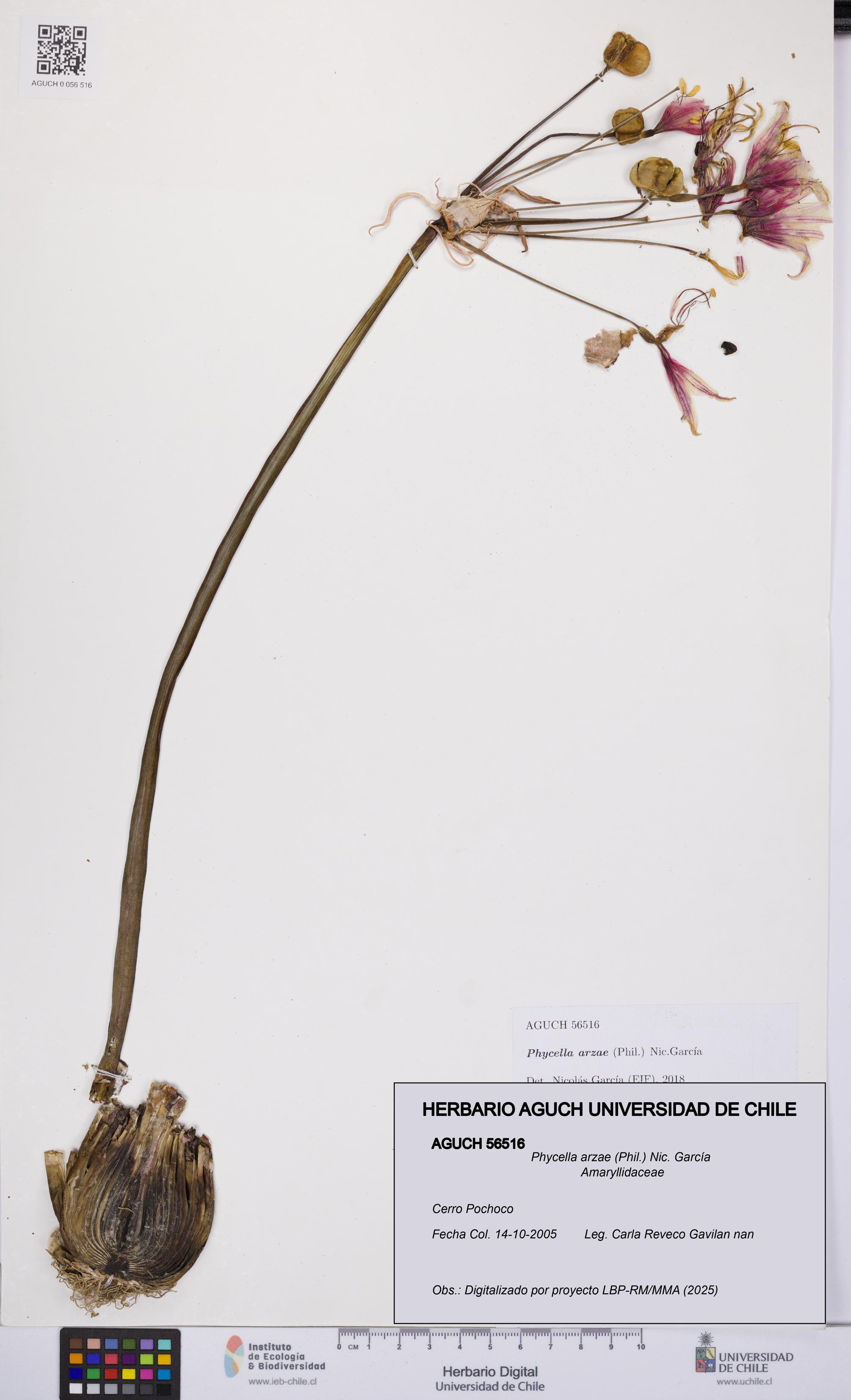 Phycella arzae [Espécimen: UCH:AGUCH:0056516]