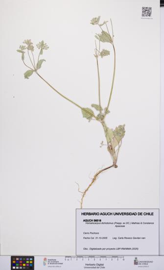 Homalocarpus dichotomus [Espécimen: UCH:AGUCH:0056518]