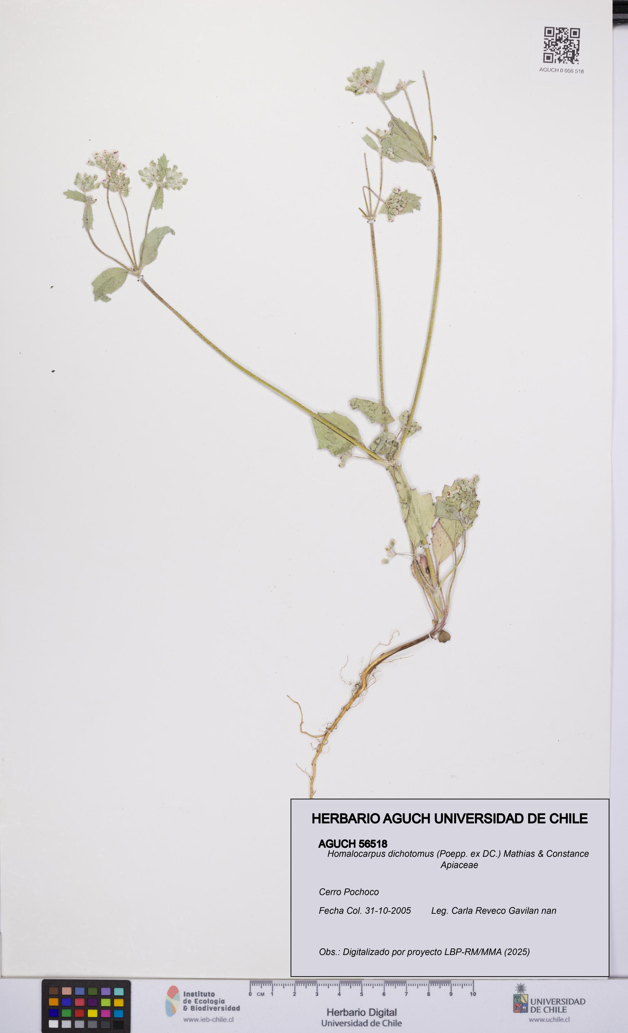 Homalocarpus dichotomus [Espécimen: UCH:AGUCH:0056518]