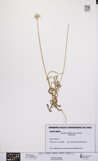 Agoseris chilensis [Espécimen: UCH:AGUCH:0056519]
