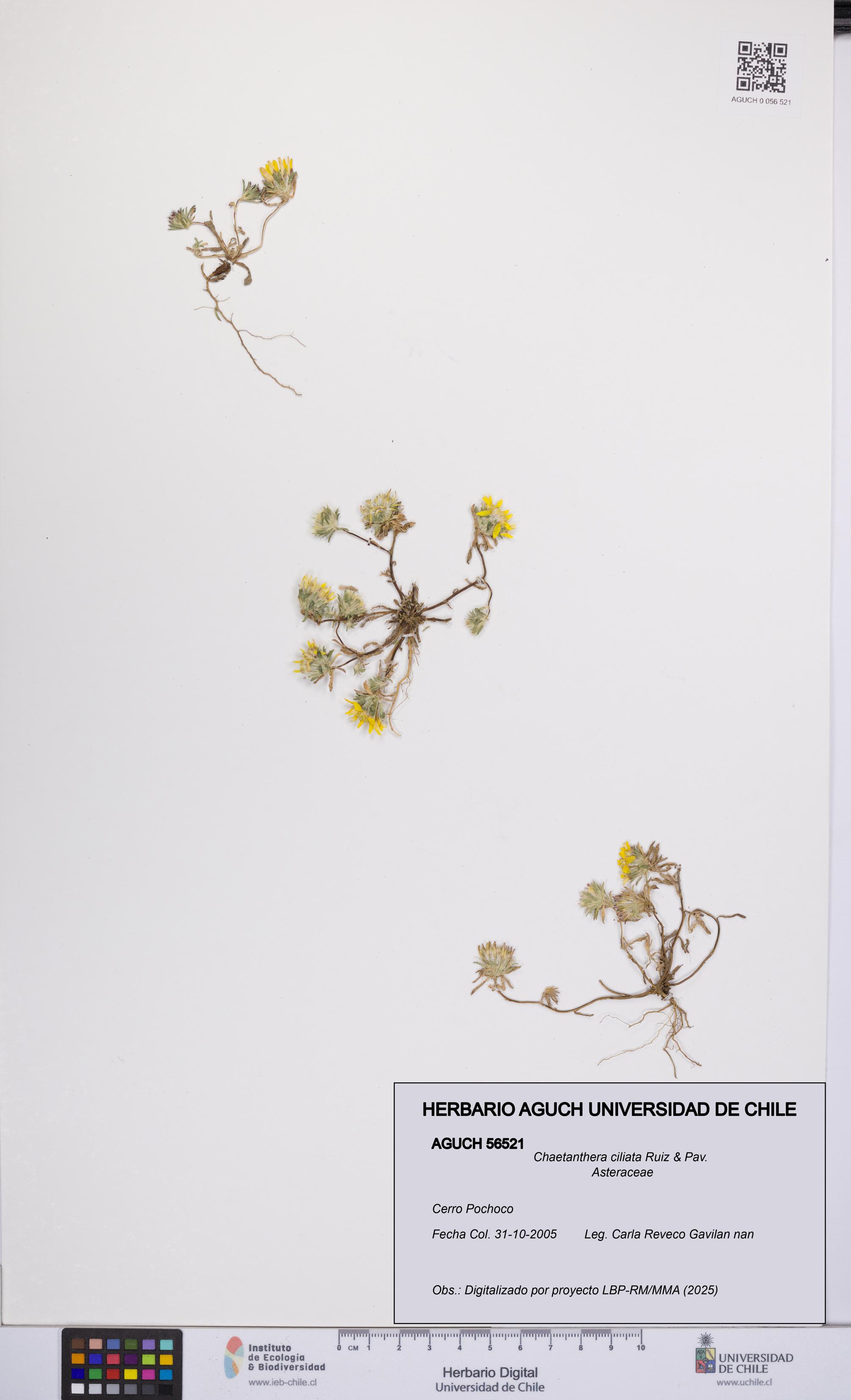 Chaetanthera ciliata [Espécimen: UCH:AGUCH:0056521]