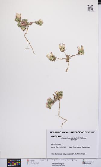 Chaetanthera glabrata [Espécimen: UCH:AGUCH:0056522]