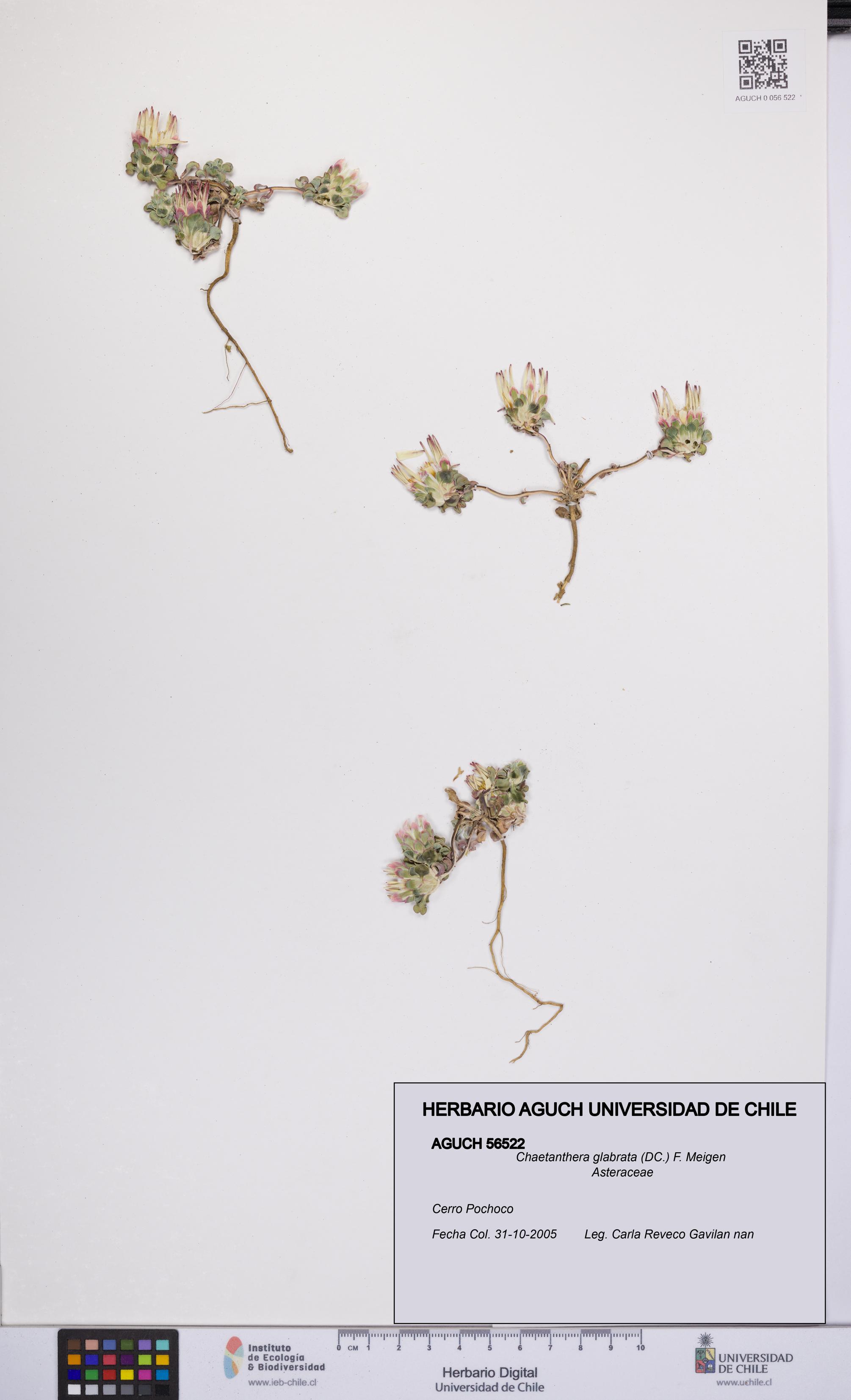 Chaetanthera glabrata [Espécimen: UCH:AGUCH:0056522]