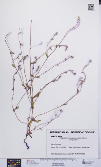 Plagiobothrys myosotoides [Espécimen: UCH:AGUCH:0056524]