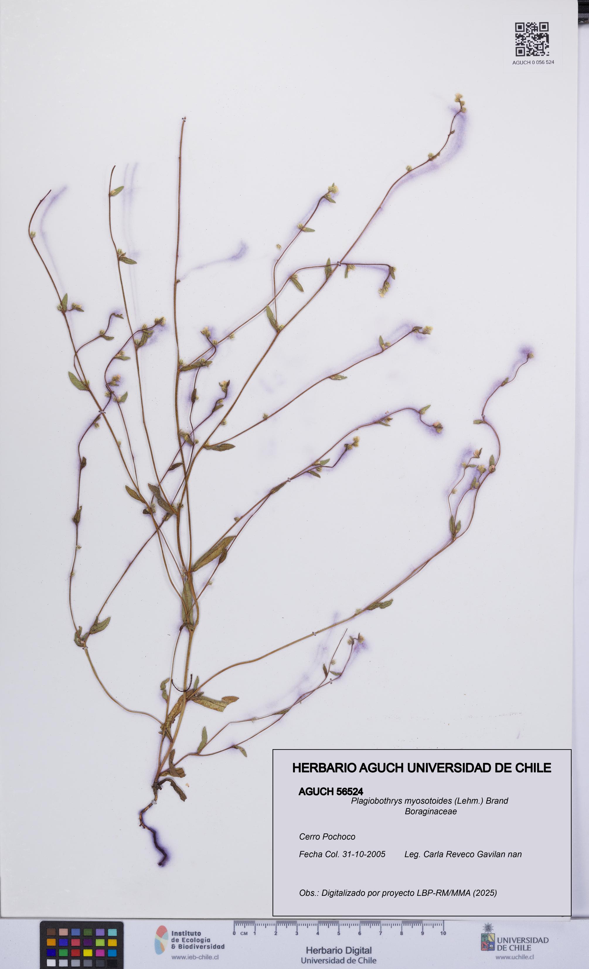 Plagiobothrys myosotoides [Espécimen: UCH:AGUCH:0056524]