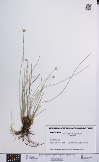 Carex setifolia [Espécimen: UCH:AGUCH:0056526]