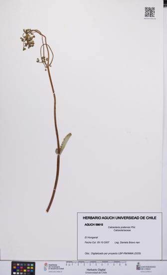 Calceolaria pratensis [Espécimen: UCH:AGUCH:0056615]