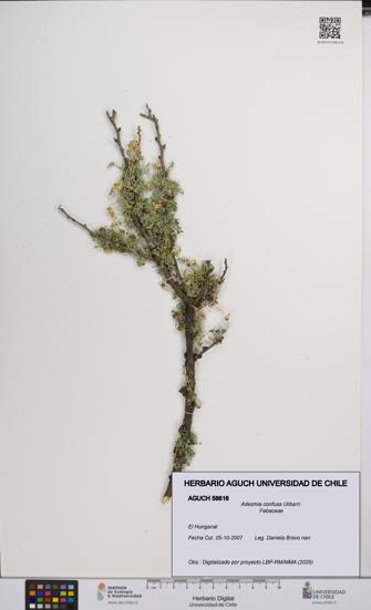 Adesmia confusa [Espécimen: UCH:AGUCH:0056616]