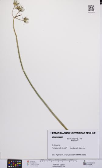 Sonchus asper [Espécimen: UCH:AGUCH:0056657]